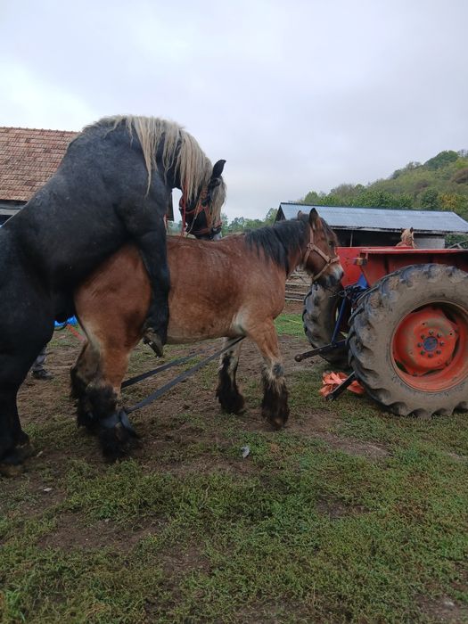 Vând iapa ardeneză