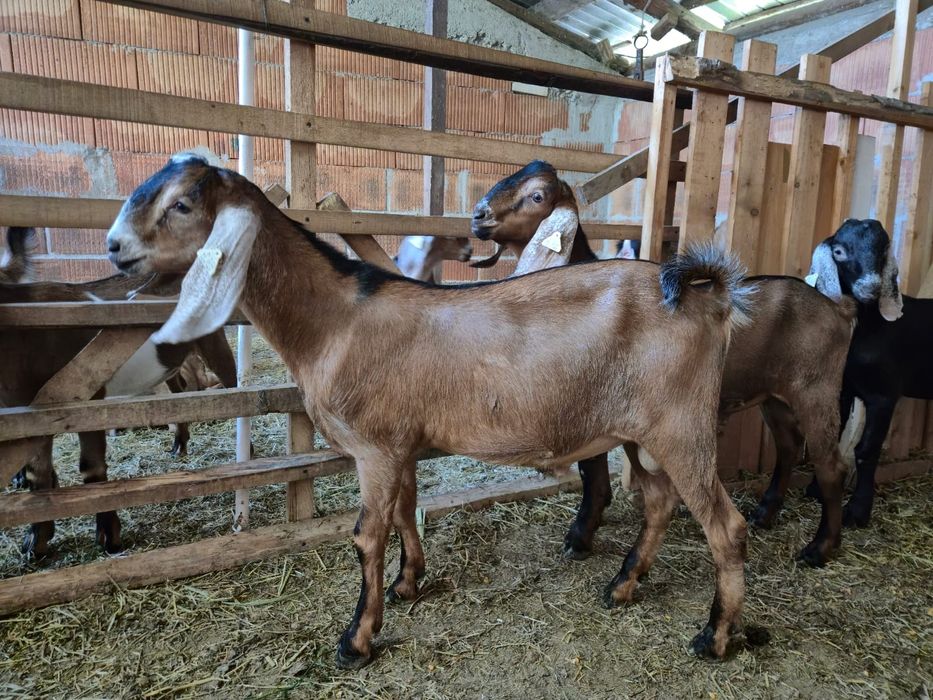 De vinzare țapi Anglo Nubian cu pedigree