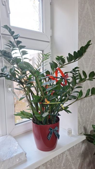 Продам долларовое дерево