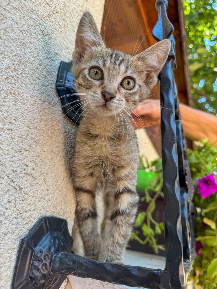 Малко мъжко коте търси дом