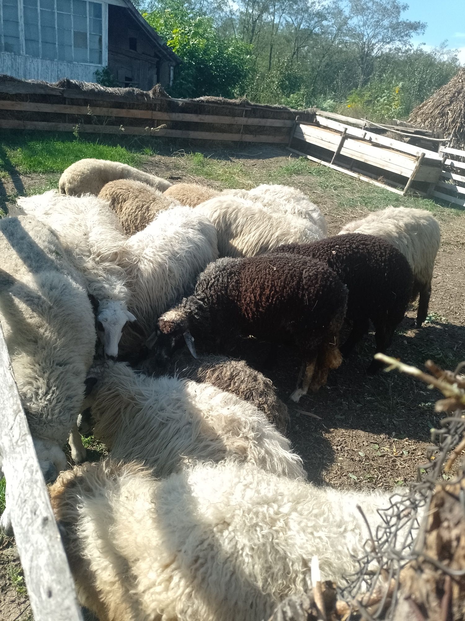 Oi de presila bune de Vânzare