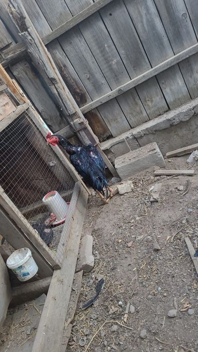 Чолпан дакан петух