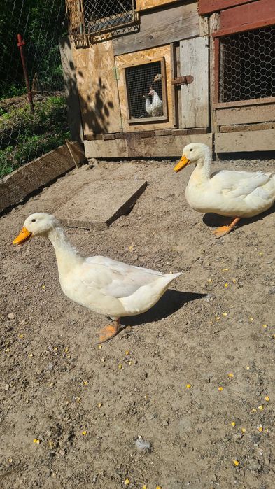 Schimb ratoi cu rata.Nu conteaza rasa