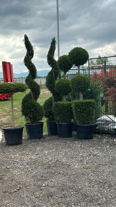 Tuia brazi maslini palimeri acuba pom-pom bosai spirale artarijaponezi