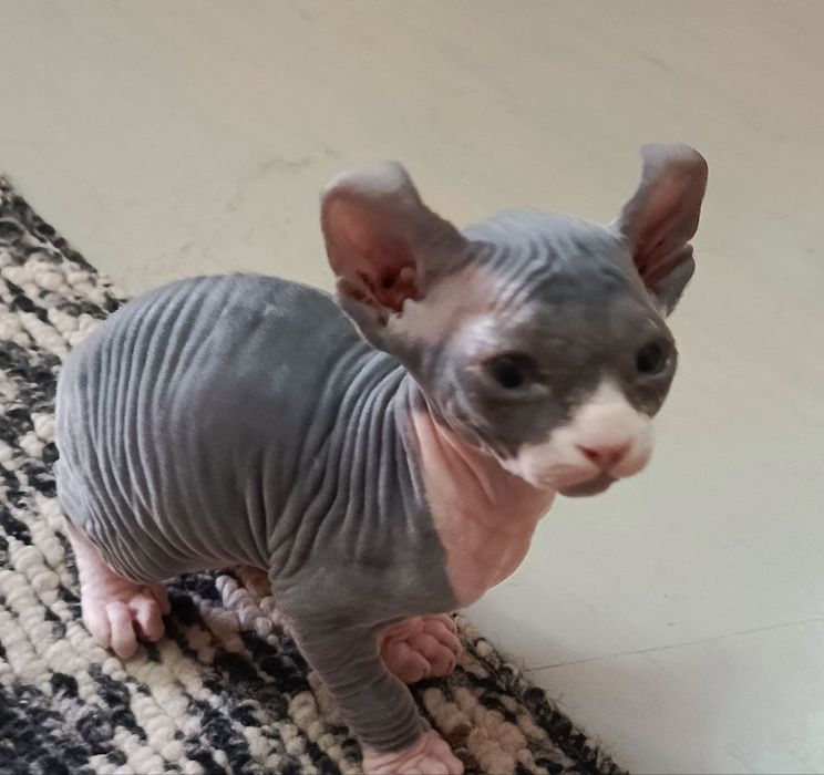 Котёнок породы Сфинкс-эльф