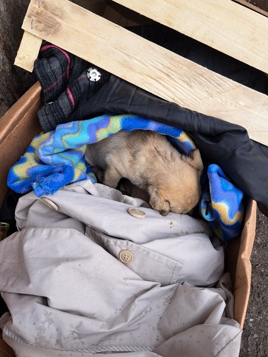 Adoptie 2 catei pui gratuit zona limitrofa