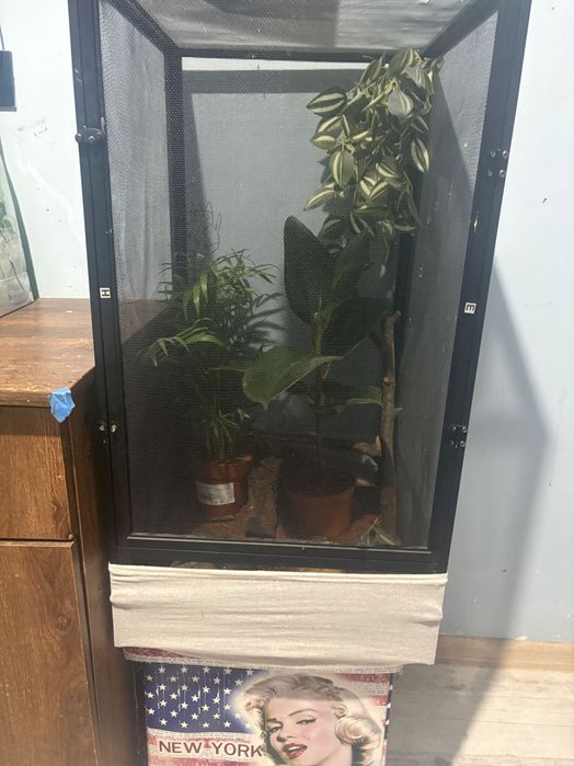 Vând șopârlă gecko plus terariu