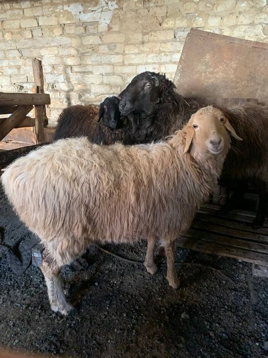 КОЙ мен КОШАКАН сатылады