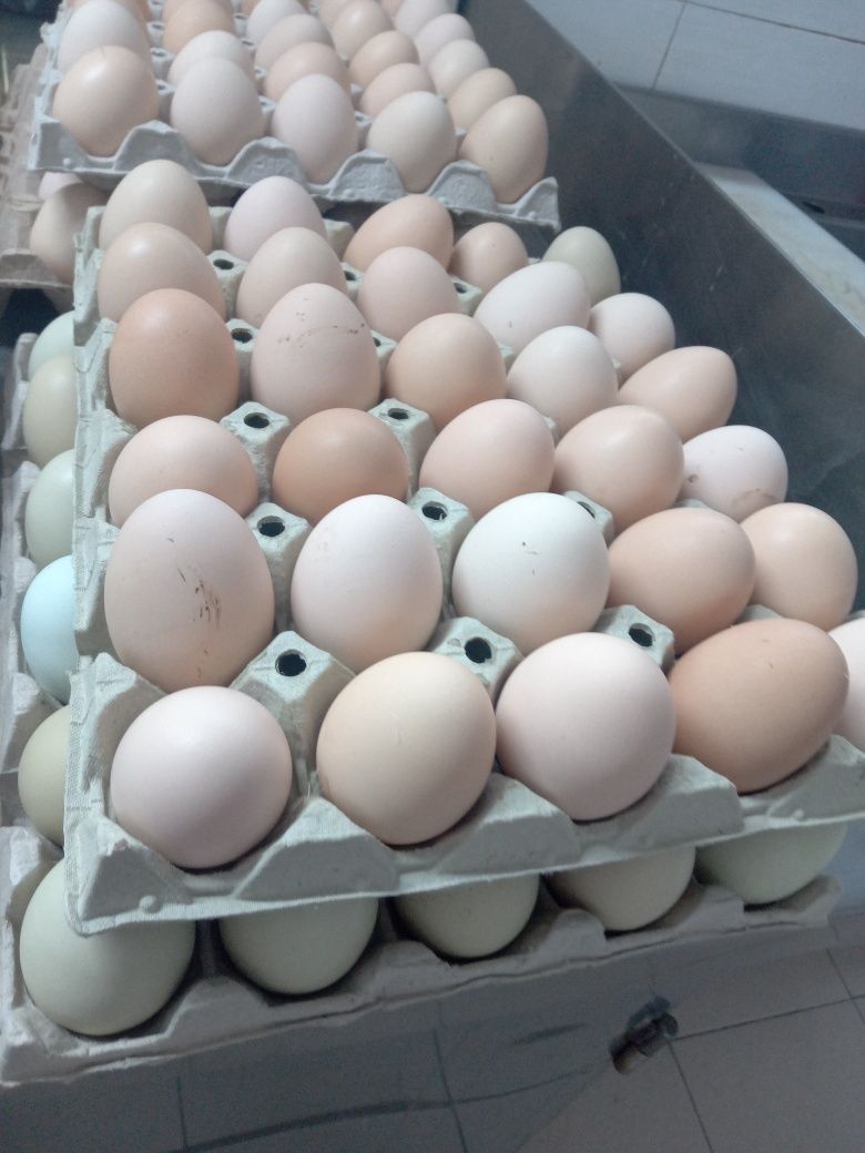 Ouă de găină crescute bio la țară