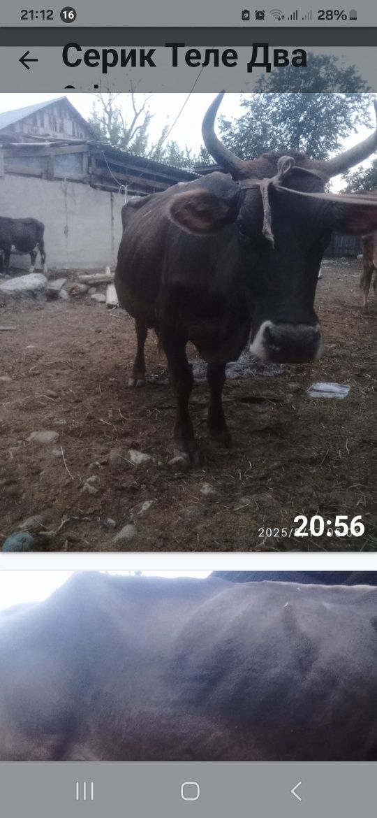 Коровы дойные  две головы срочно