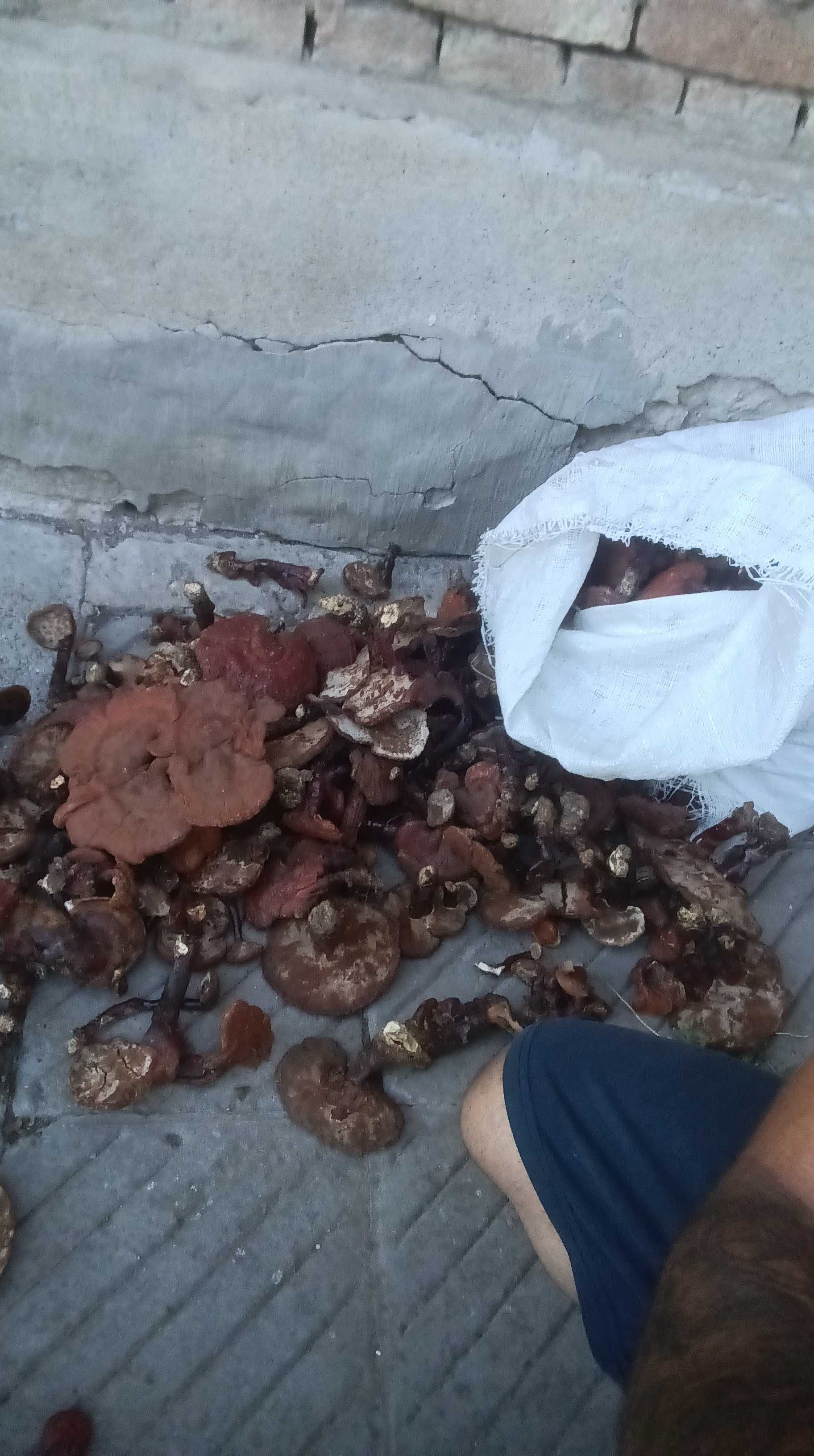 Продавам гъби рейши