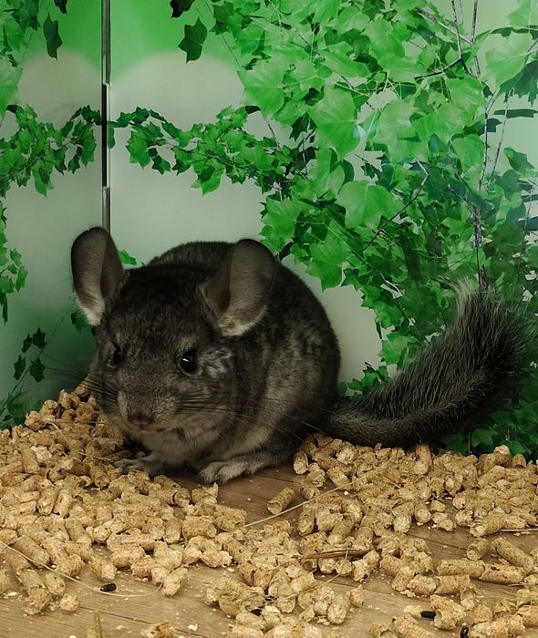 Шиншилла малыш,шиншиллы