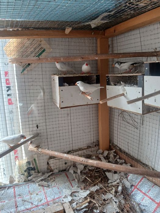 Tayyor ishlab turgan amadinkalar sotiladi soglom parasi 100 ming