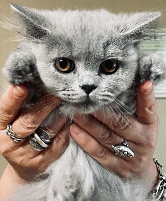 Коте дългокосместо на 6месеца