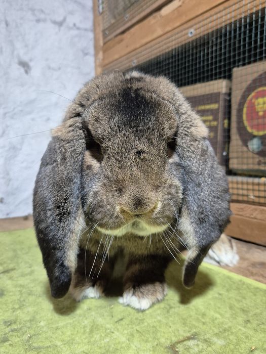 Masculi Berbec German