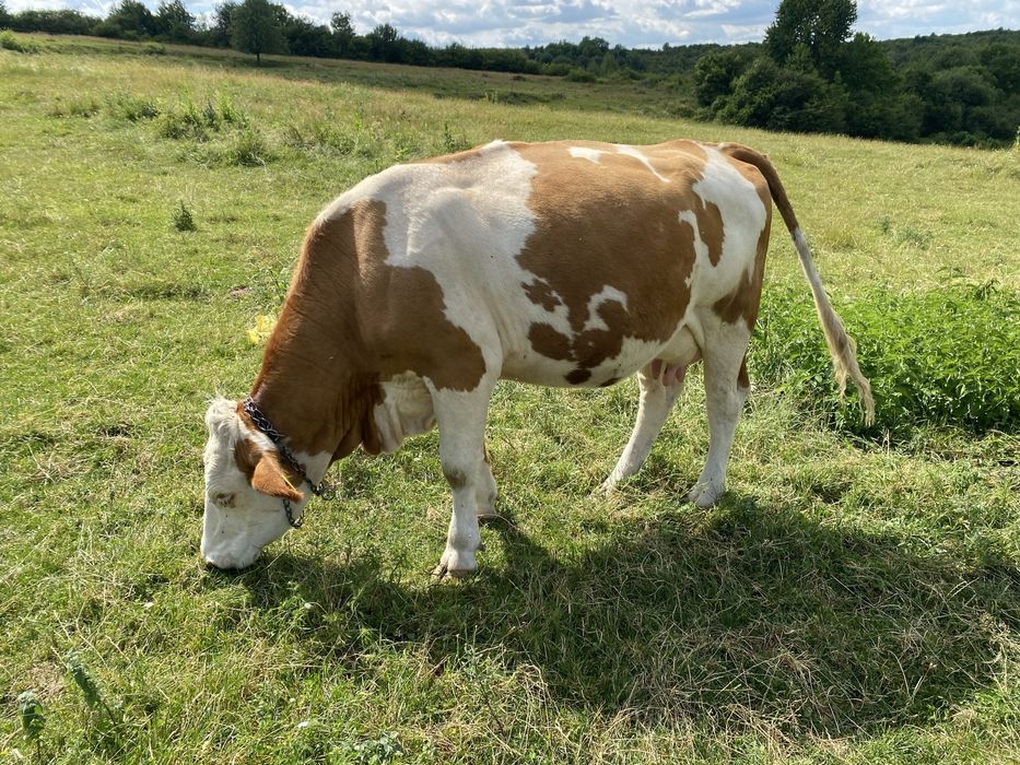 Vand vaci din rasa baltata romaneasca