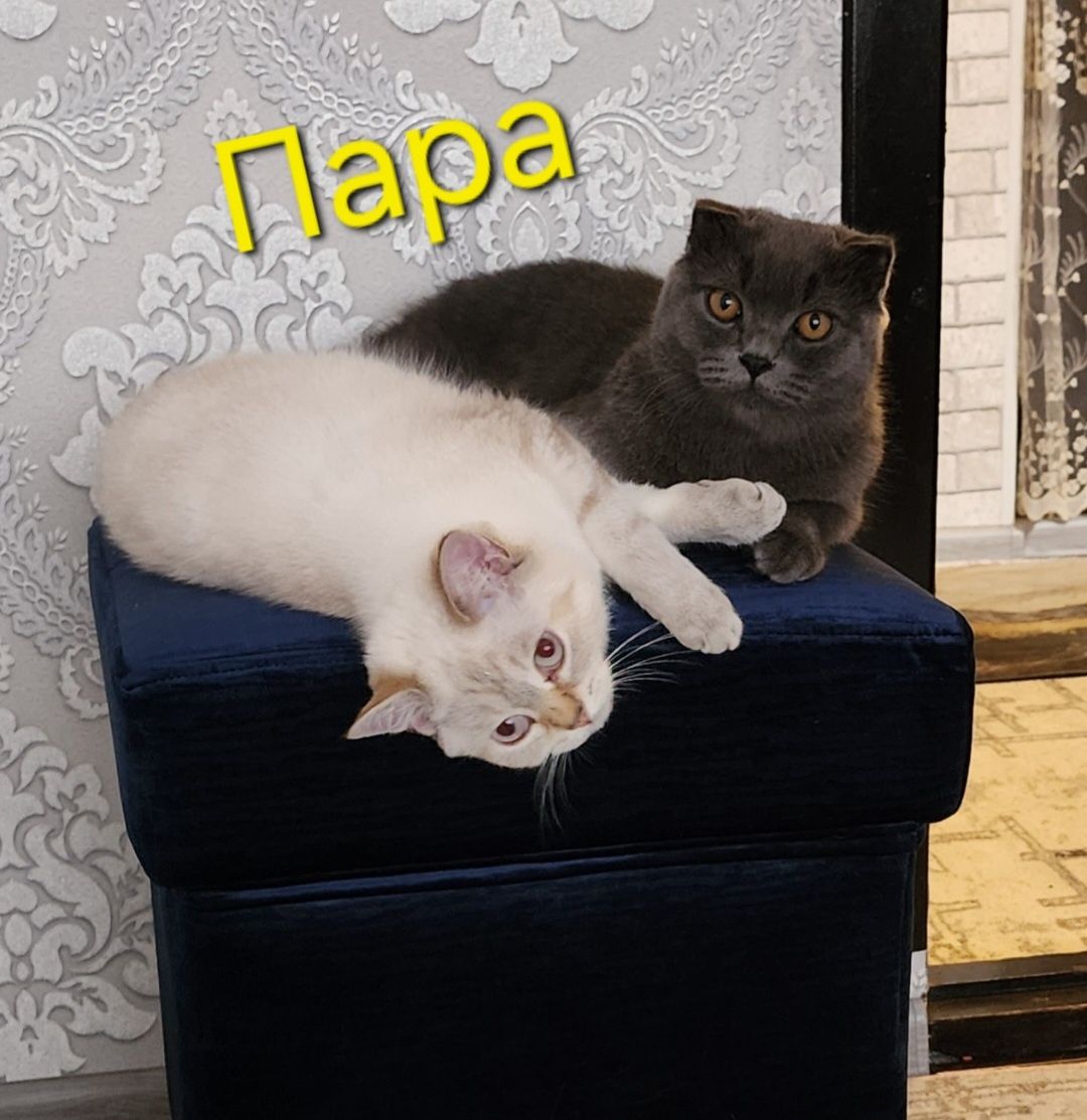 Всё продаётся чистокровный пародии