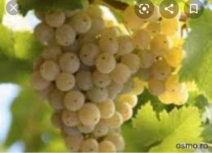 Struguri de vin producție 2025