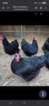 Gaini australorp si italiene.