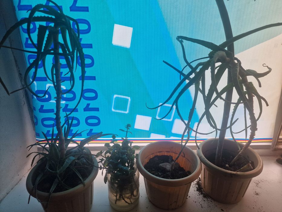 Отдам светы бесплатно забирайте