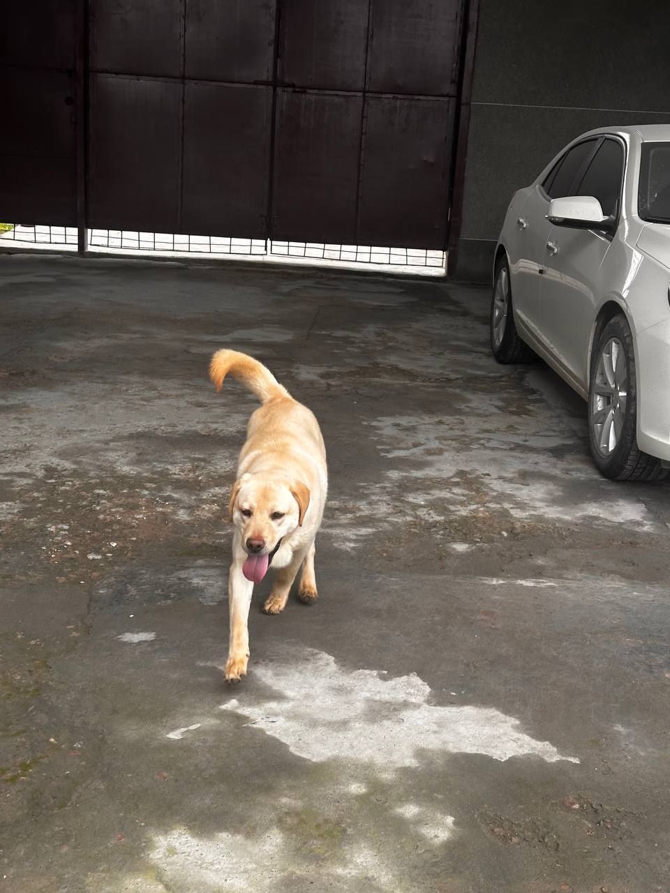 Labrador kuchik sotiladi o'g'il bola 8.9oylik