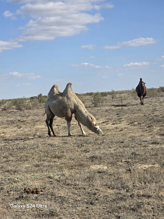 Туйе сатылады семиз