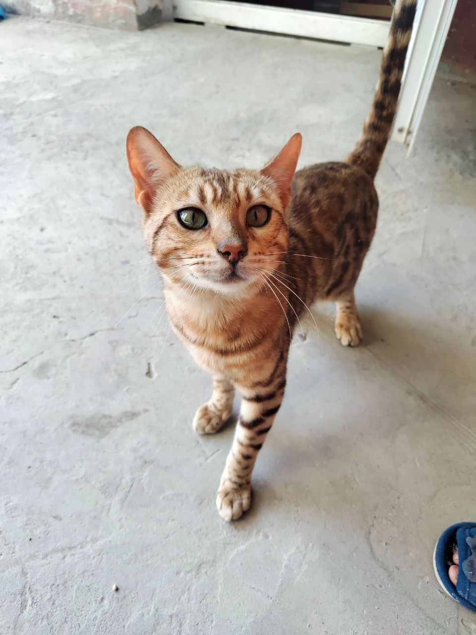 Bengal mushugi sotiladi