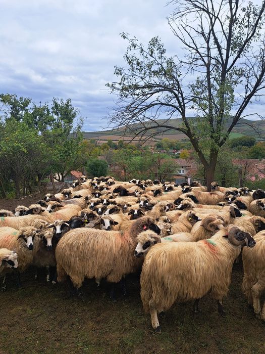 Turma de oi de vânzare sau schimb cu vaci de lapte