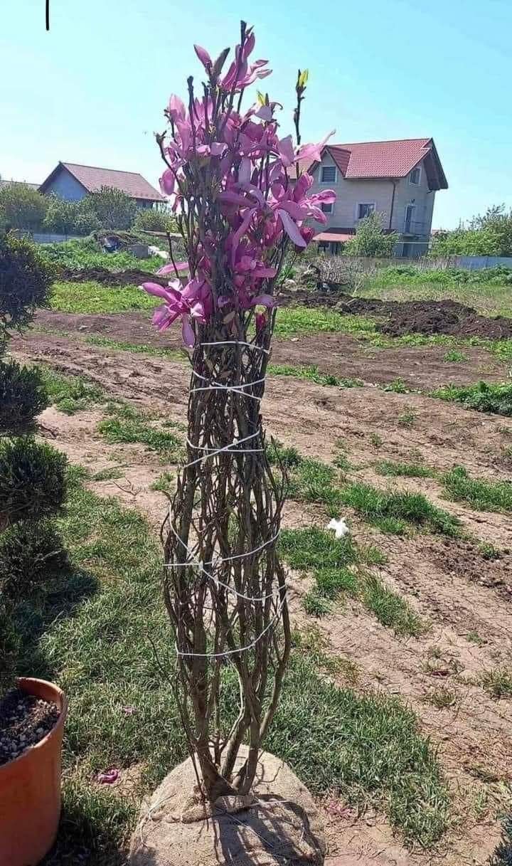 Plante ornamentale la cele mai mici preturi pentru cei interesati