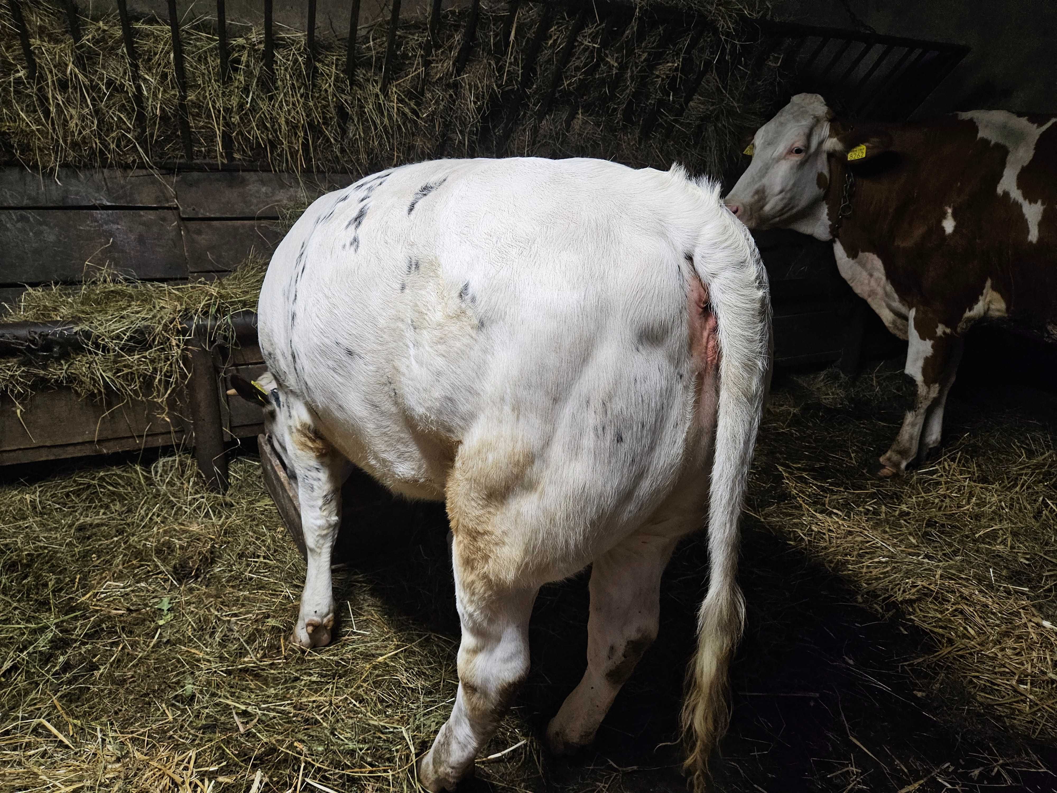 Vand vițea albastru belgian