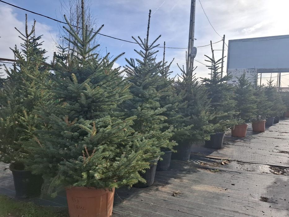 Vând brazi arginti și verzi la super preț