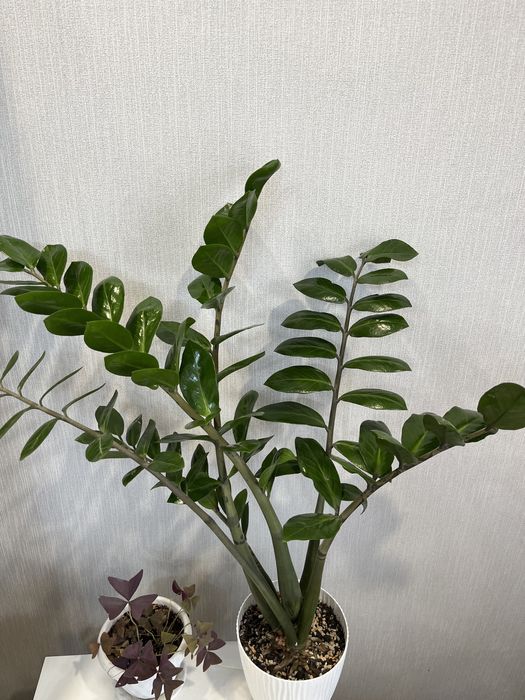 Продам замиокулькас