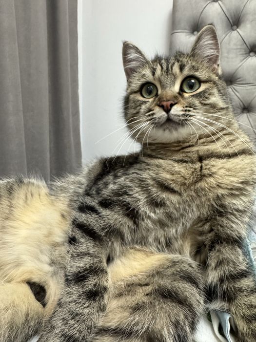 Отдадим котика в добрые руки