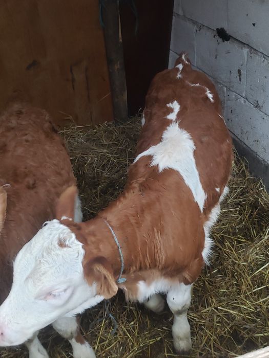 De vanzare 2 vițele mai multe detali la telefon