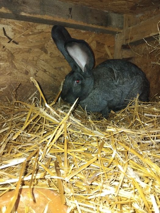 Vand sa schimb iepuri uriasi germani gri fier