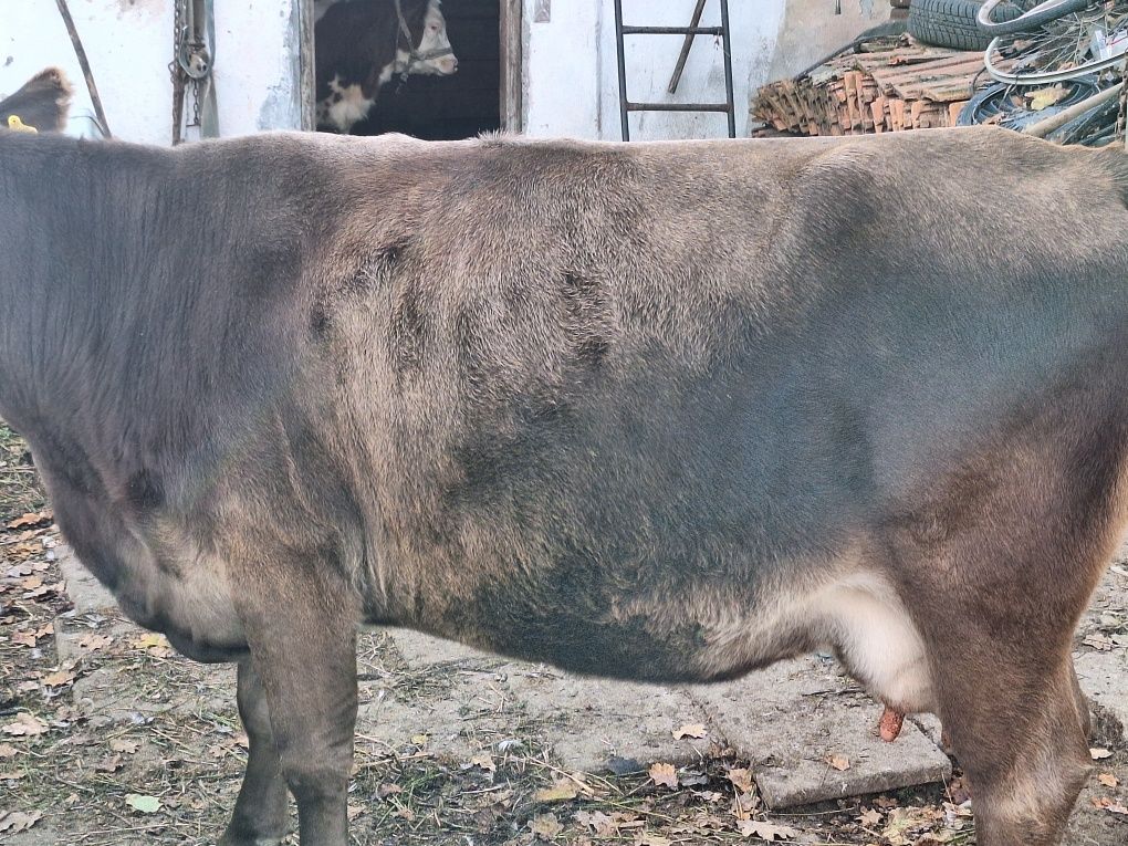 Vând Vaca bună de lapte