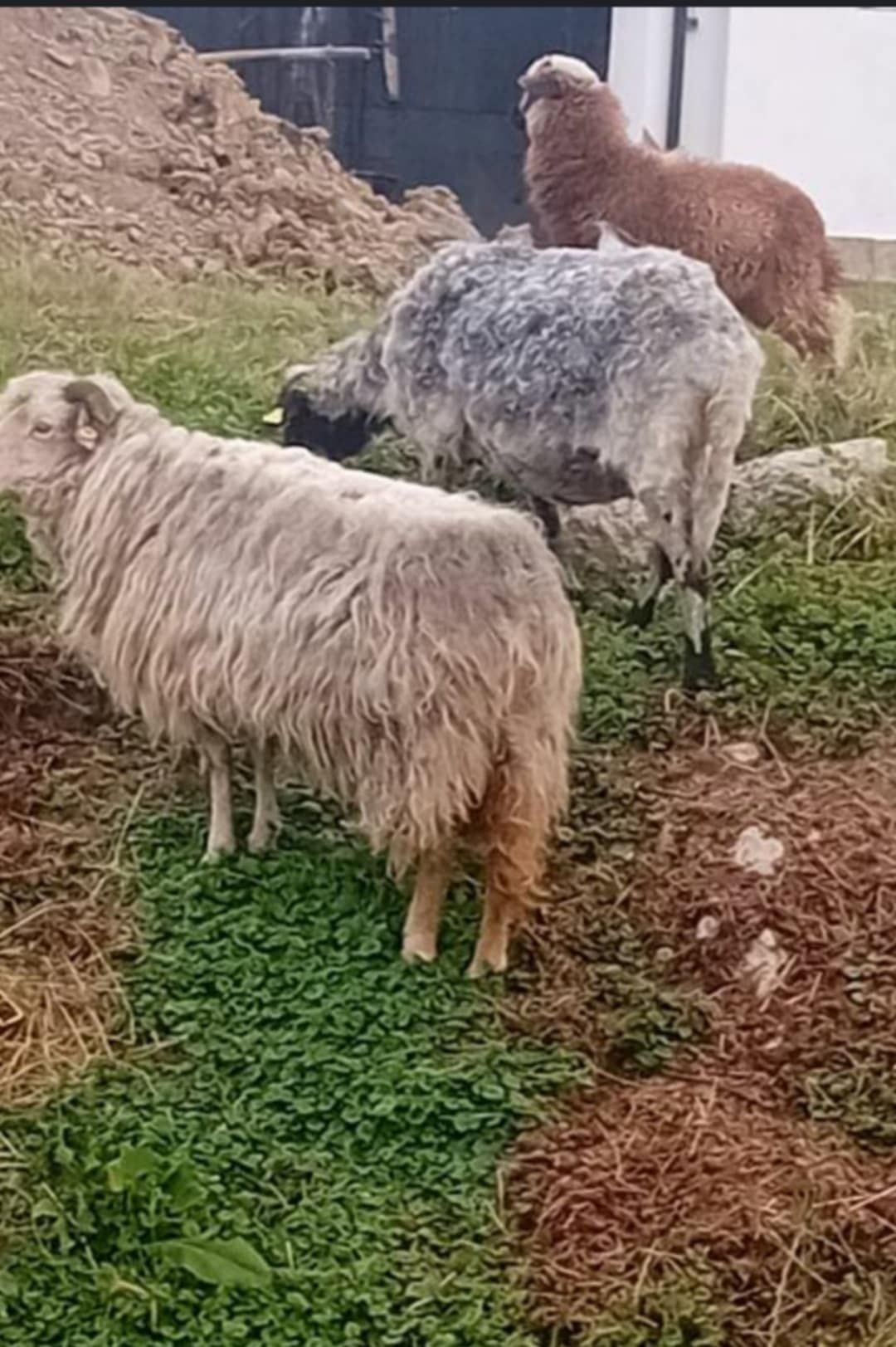Vând doua oi și un berbec