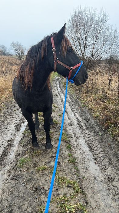 Iapa neagra frumoasa