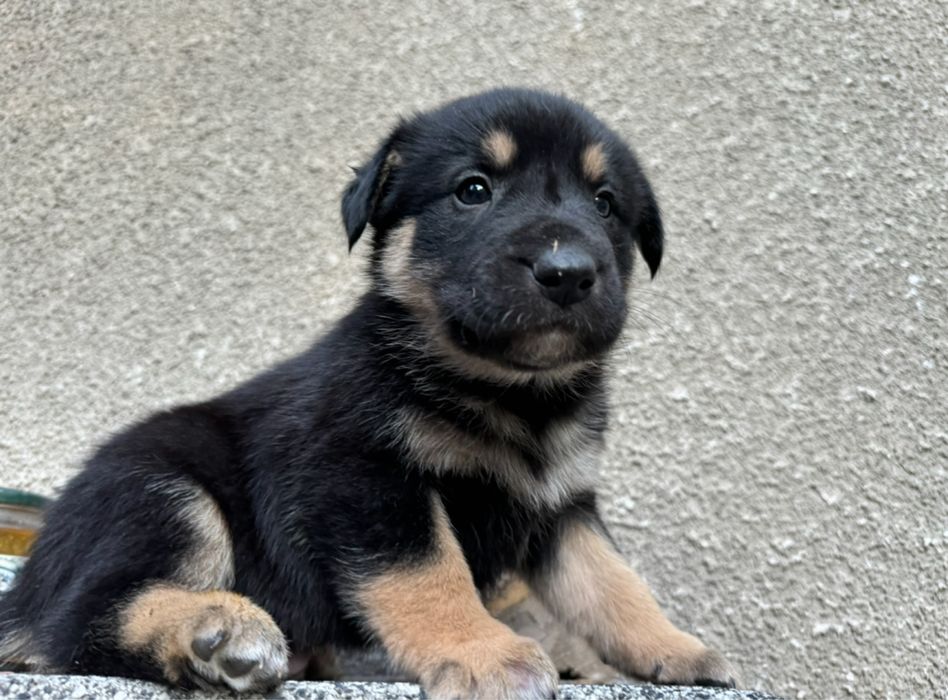 Мъжки кученца - двумесечни, обезпаразитени