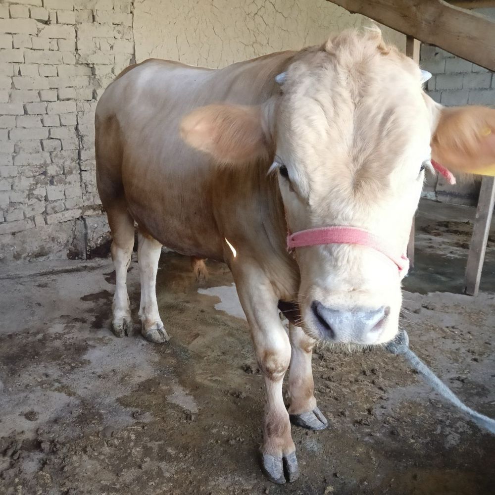 Buqa Sotiladi…..