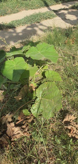 Copaci Paulownia, Se pot planta in ORICE ANOTIMP - Prețuri Avantajoase