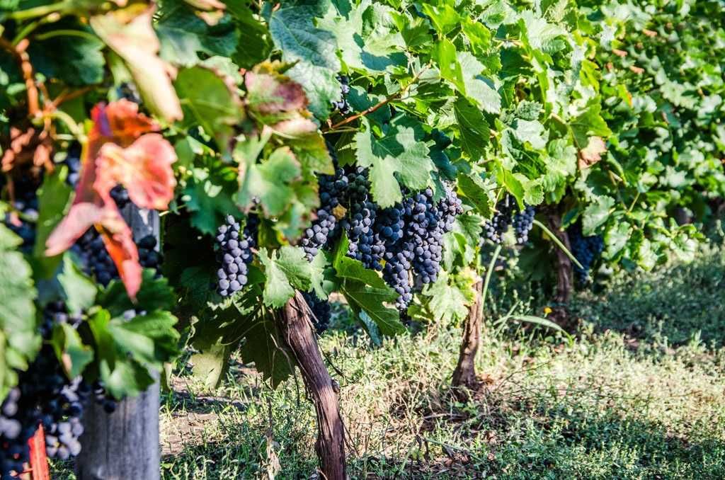 Struguri de vin pret producator soiuri alese albi/negri, adusi acasa