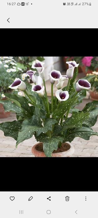 Продам  луковицы калл