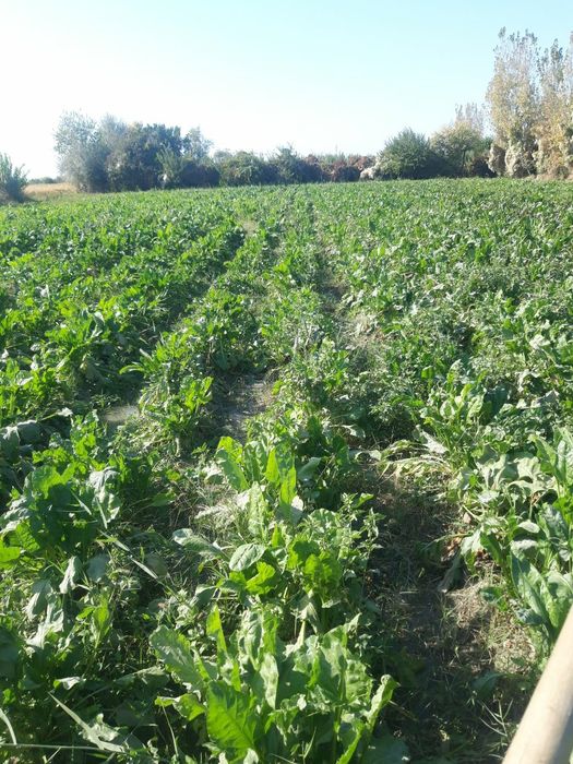 Кормавой лавлаги сотилади