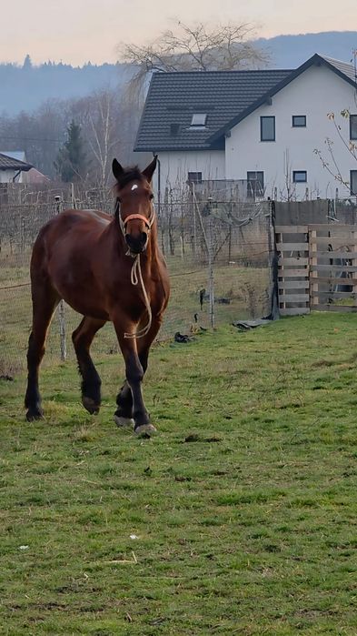 Vand. Cal,iapa 7 ani.