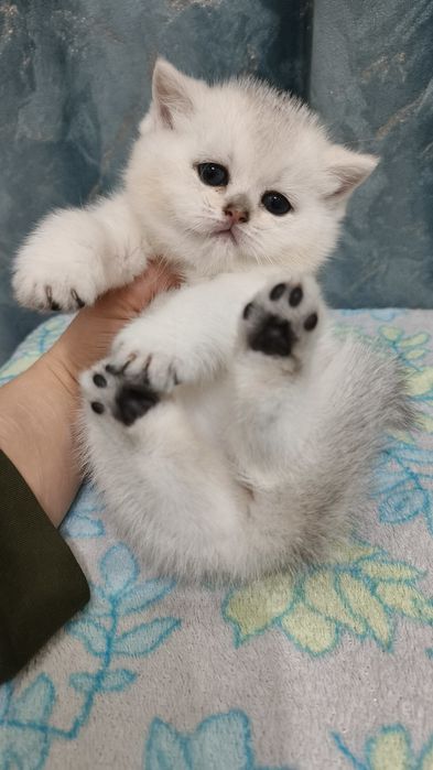 Продаётся чистокровная шотландская девочка скоттиш-страйт