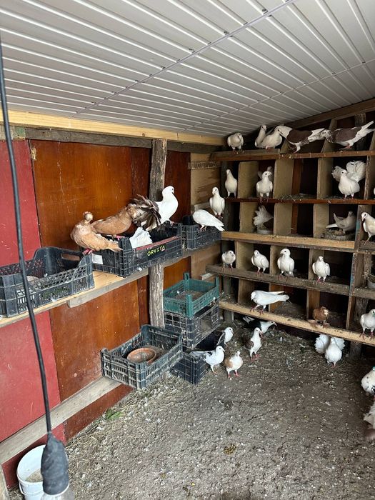 Porumbei diferite rase