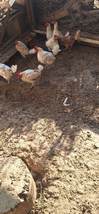 Курицынесушки продаются