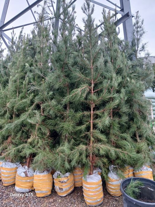 Har xil turdagi  gullar va archalar sotiladi