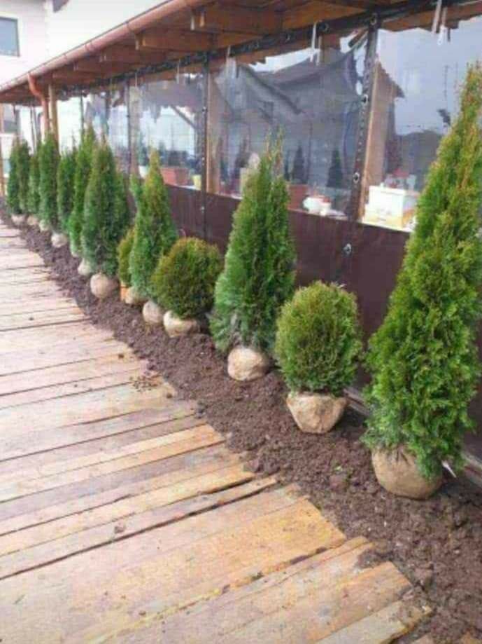 Plante ornamentale pentru gradina